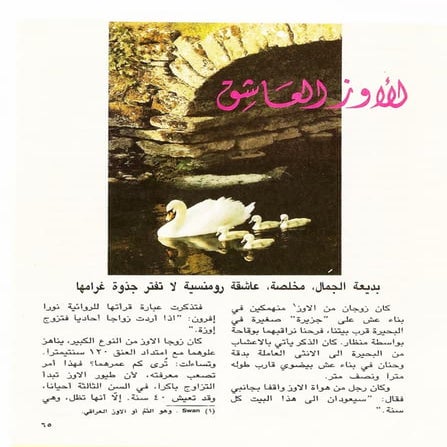 الاوز العاشق