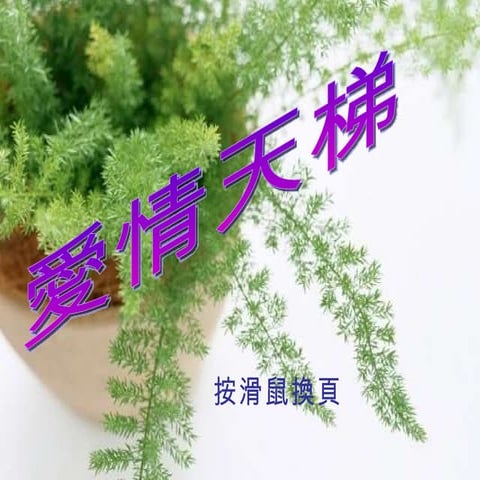 爱情天梯
