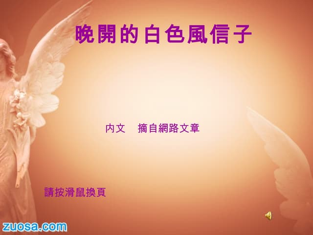 晚开的白色飞信子