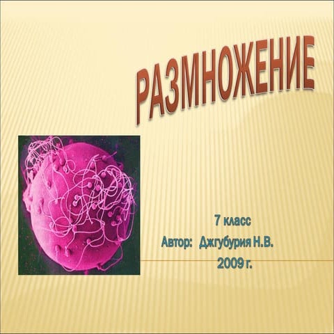 размножение