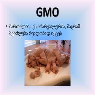 GMO