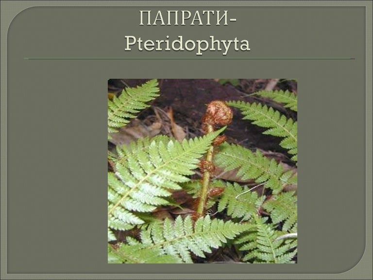 папрати