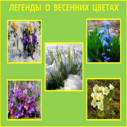 легенды о весенних цветах | PPT