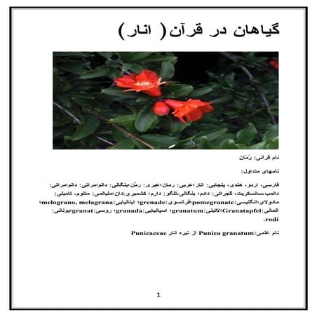 گیاهان در قرآن