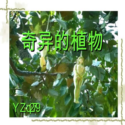 奇异的植物