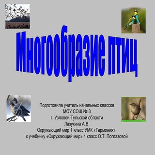 Многообразие птиц