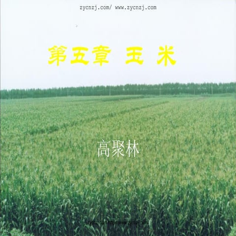 第五章玉米
