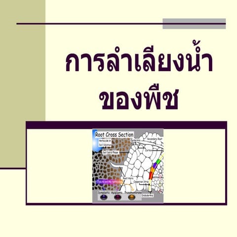 การลำเลียงน้ำของพืช