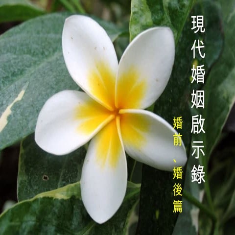 現代婚姻啟示錄