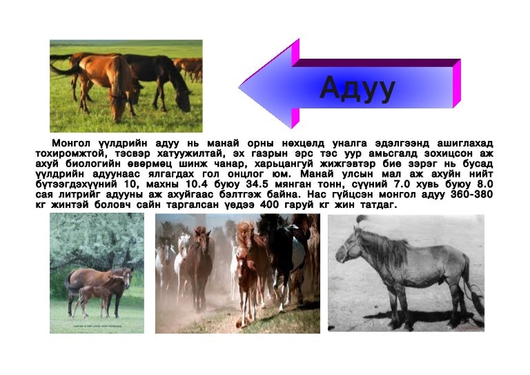 адуу