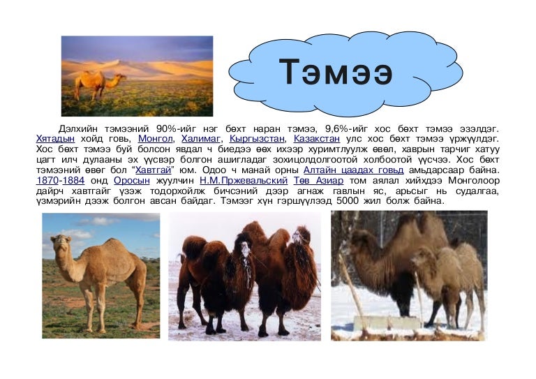 тэмээ
