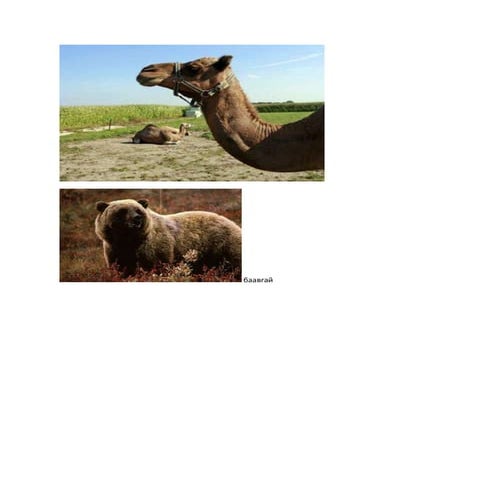 ойн амьтад | PDF