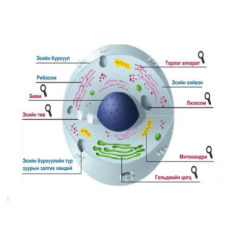 эсийн зураг