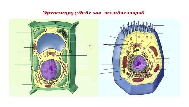 эсийн зураг | PDF