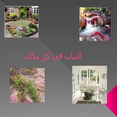النبات في كل مكان