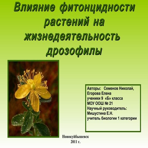 влияние фитонцидности растений на дрозофилу