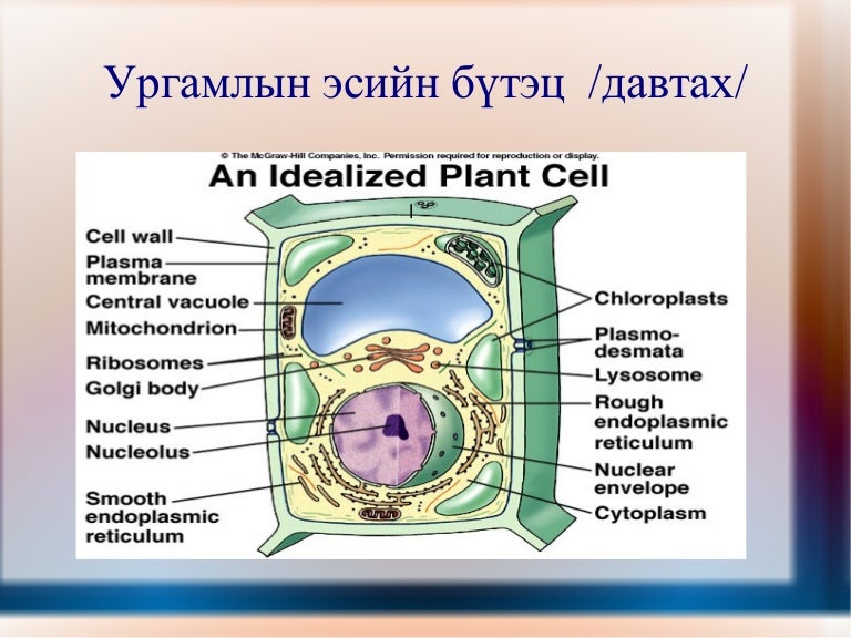 ургамлын эсийн бүтэц