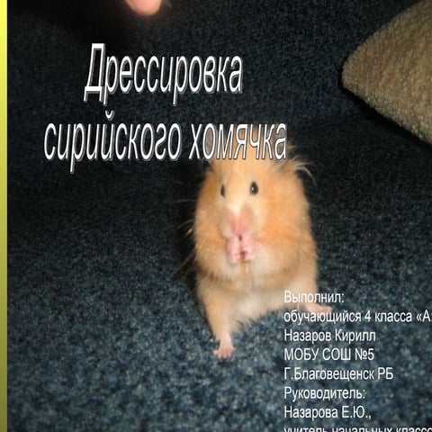 дрессировка сирийского хомячка