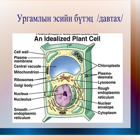 ургамлын эсийн бүтэц | PPT