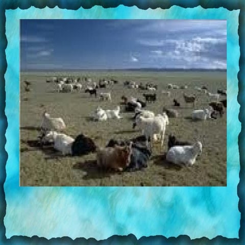 таван хошуу мал