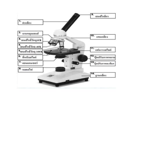 ส่วนประกอบของกล้องจุลทรรศน์