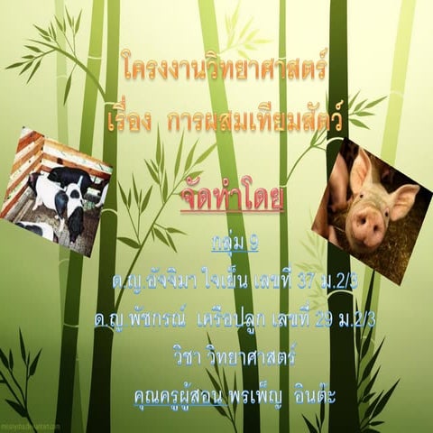 อัจจิมา  พัชกรณ์