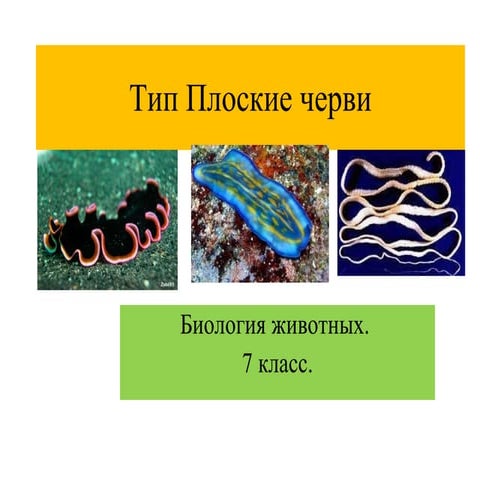 плоские черви | PPT