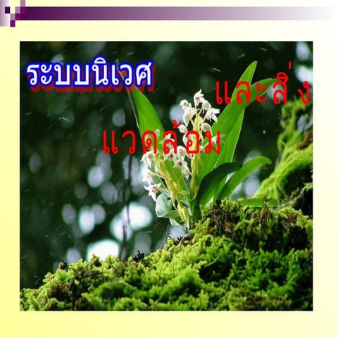 ระบบนิเวศและสิ่งแวดล้อม