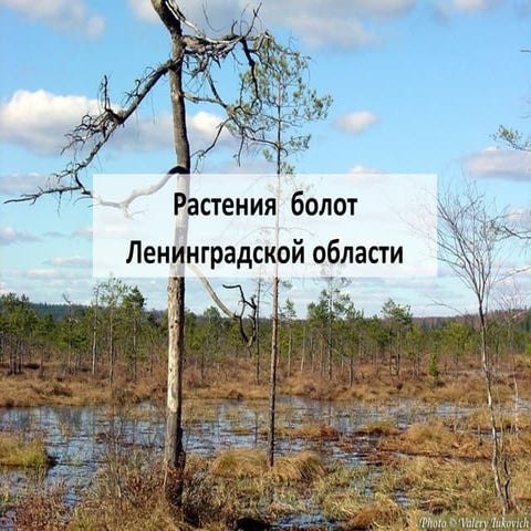 растения болот ленинградской области | PPT