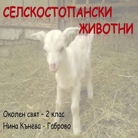 Селскостопански животни