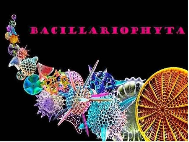 Силикатне алге