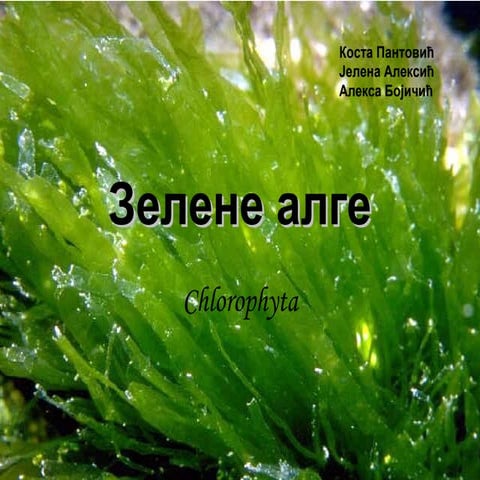 зелене алге | PPT