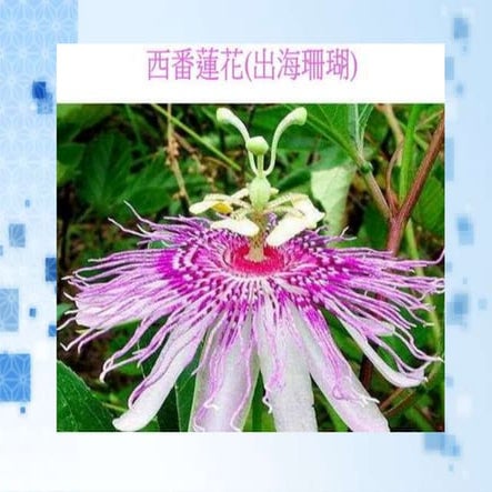 很少見過的奇異花卉