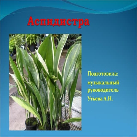 аспидистра | PPT