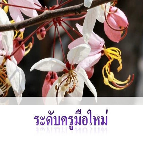 ครูมือใหม่