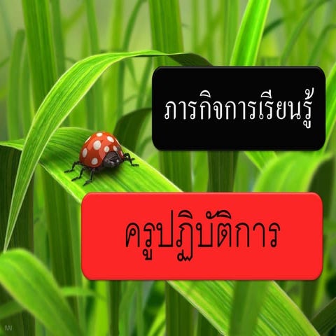 ครูปฏิบัติการ