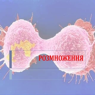 розмноження