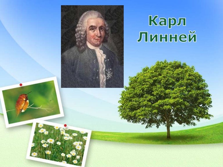 Карл Линней