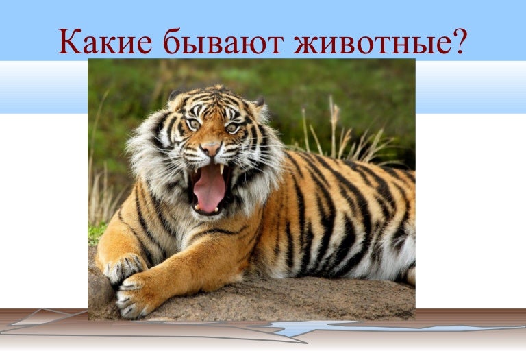 Большой ростовский зоопарк. День тигра презентация. Мадагаскарский лемур. Какие бывают животные видео. Кенгуру животное австралии.