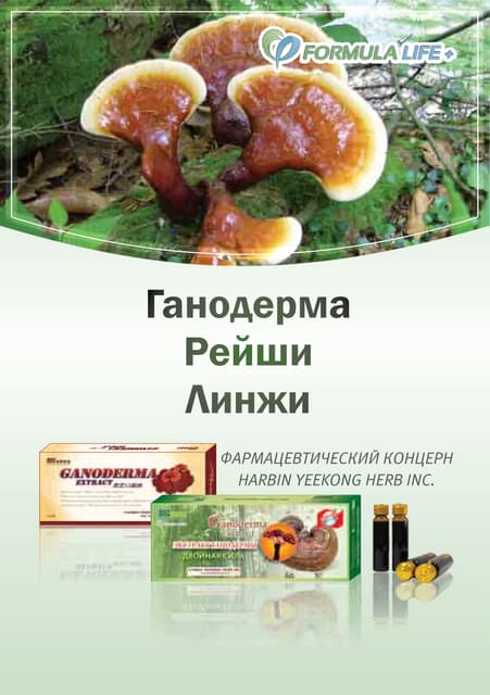 Ганодерма