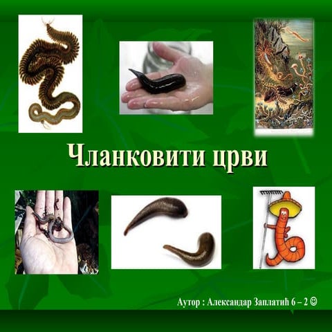 Чланковити црви | PPT