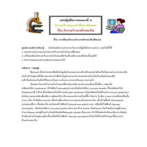 โครงสร้างภายในของใบ
