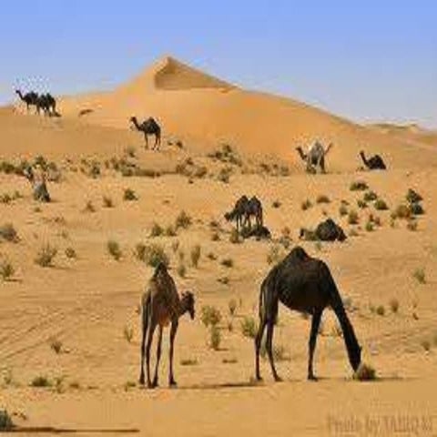 صحراء الدهناء