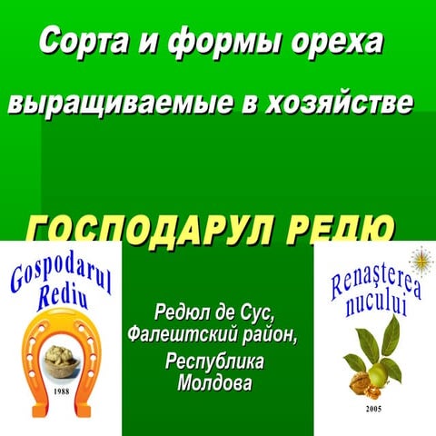 Сорта и формы выращиваемые в хозяйстве Господарул Редю