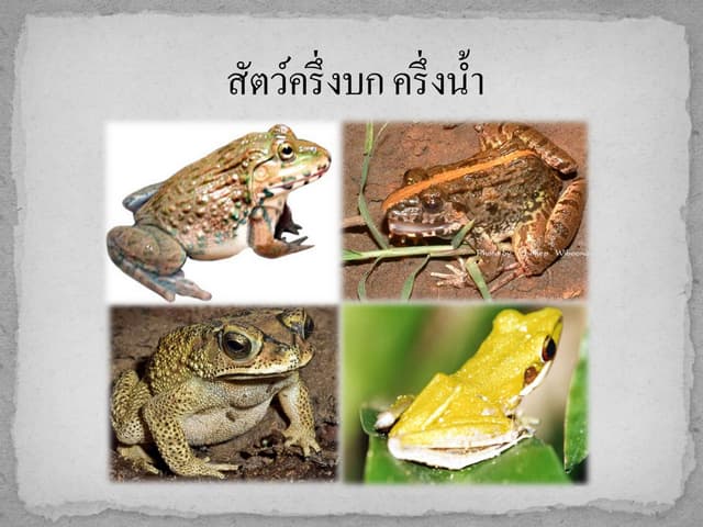 สื่อประกอบการสอนเรื่องสัตว์ครึ่งบก ครึ่งน้ำ