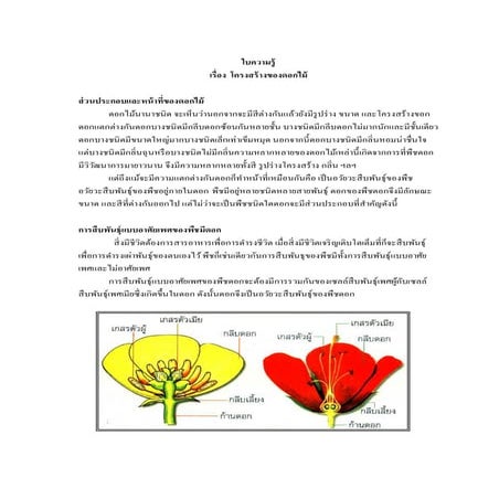 โครงสร้างของดอกไม้