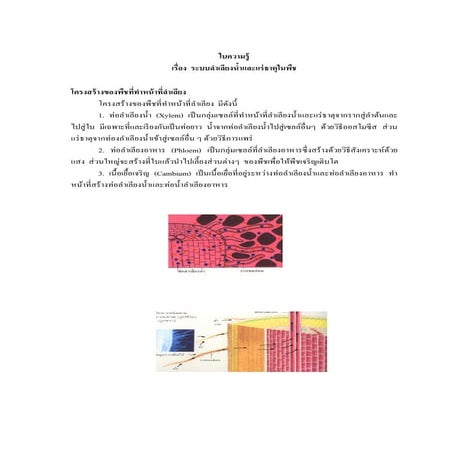 ระบบลำเลียงน้ำและแร่ธาตุในพืช