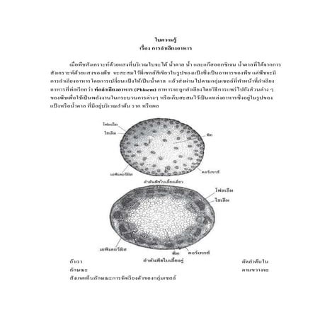 การลำเลียงอาหารในพืช