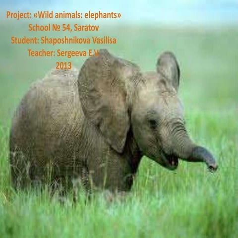 Wild animals: elephants