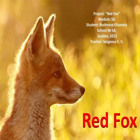 RED FOX